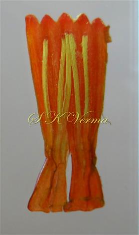  Corolla (Opened) and stamens
